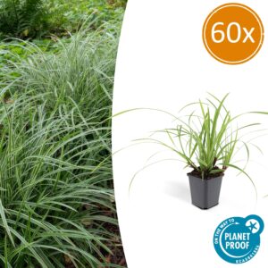 Carex morrowii 'Ice Dance' | 60 stuks