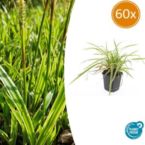 Carex morrowii 'Aureovariegata' | 60 stuks