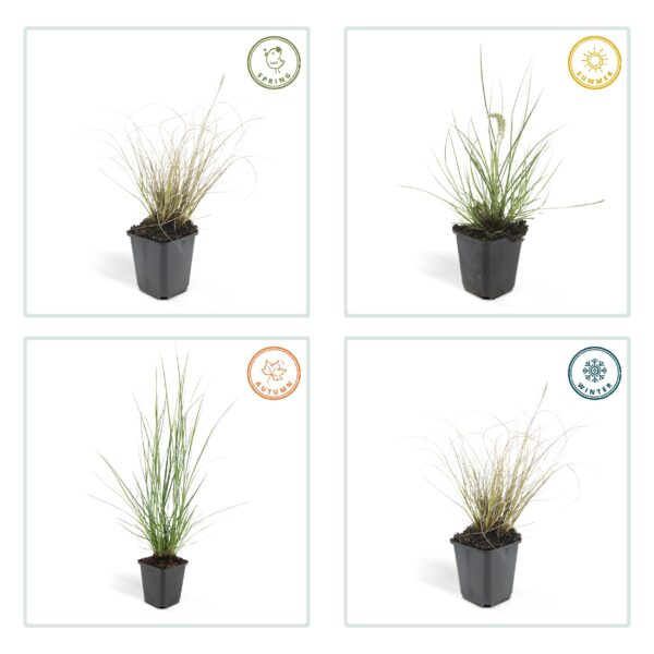 Pennisetum alopecuroides 'Hameln' | 6 stuks
