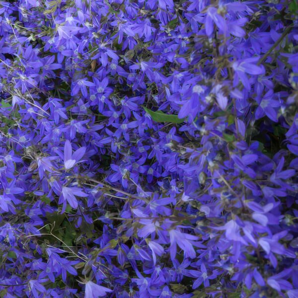 Campanula poscharskyana 'Stella' | 20 stuks