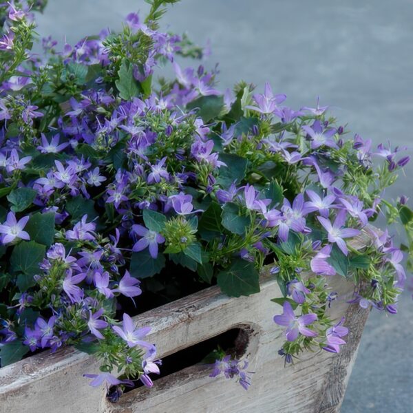 Campanula poscharskyana 'Stella' | 20 stuks