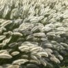 Pennisetum alopecuroides 'Hameln' | 6 stuks