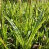 Carex morrowii 'Aureovariegata' | 6 stuks
