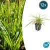 Carex morrowii 'Aureovariegata' | 12 stuks