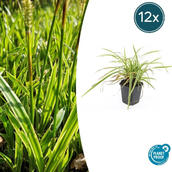 Carex morrowii 'Aureovariegata' | 12 stuks