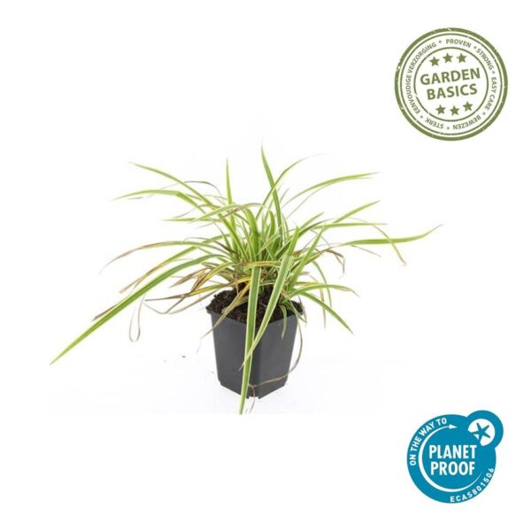 Carex morrowii 'Aureovariegata' | 12 stuks