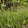 Carex morrowii 'Aureovariegata' | 12 stuks