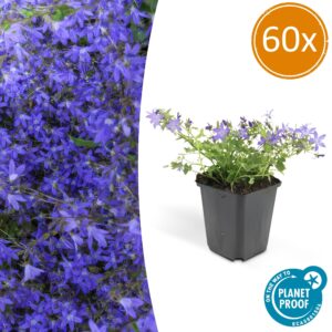 Campanula poscharskyana 'Stella' | 60 stuks