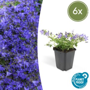 Campanula poscharskyana 'Stella' | 6 stuks