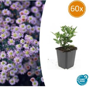 Aster ageratoides 'Stardust' | 60 stuks