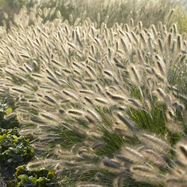 Pennisetum alopecuroides 'Hameln' | 12 stuks