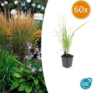 Calamagrostis acut. 'Karl Foerster' | 60 stuks