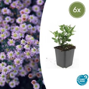 Aster ageratoides 'Stardust' | 6 stuks