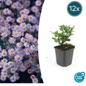 Aster ageratoides 'Stardust' | 12 stuks