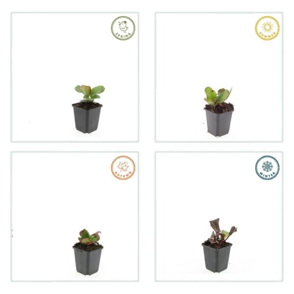 Bergenia cordifolia 'Herbstblüte' | 20 stuks