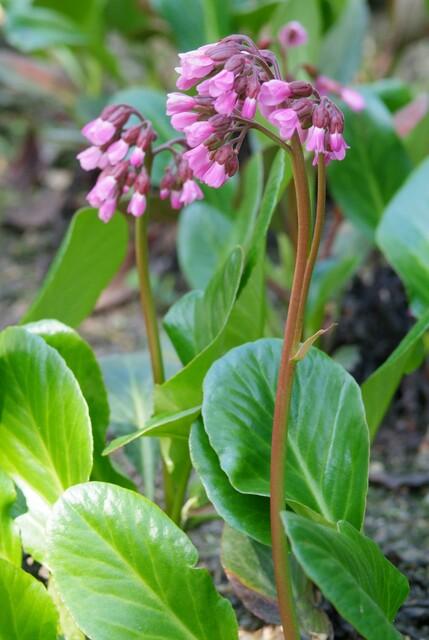 Bergenia cordifolia 'Herbstblüte' | 40 stuks