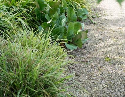 Bergenia cordifolia 'Herbstblüte' | 40 stuks