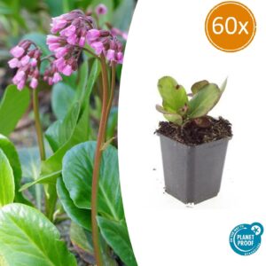 Bergenia cordifolia 'Herbstblüte' | 60 stuks