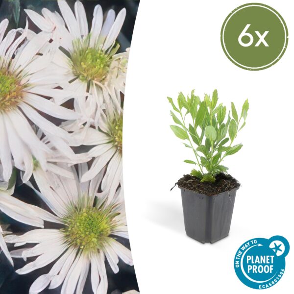 Aster ageratoides 'Ashvi' | 6 stuks