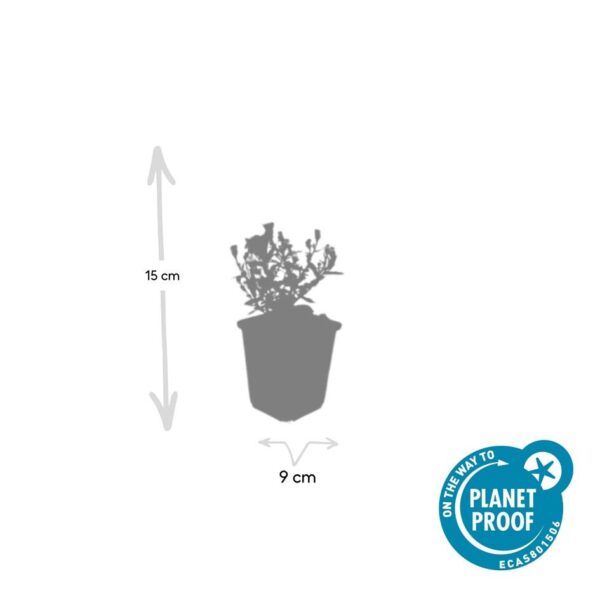 thumbnail_6000-3205.jpg Aster dumosus 'Prof Anton Kippenberg' | 12 stuks