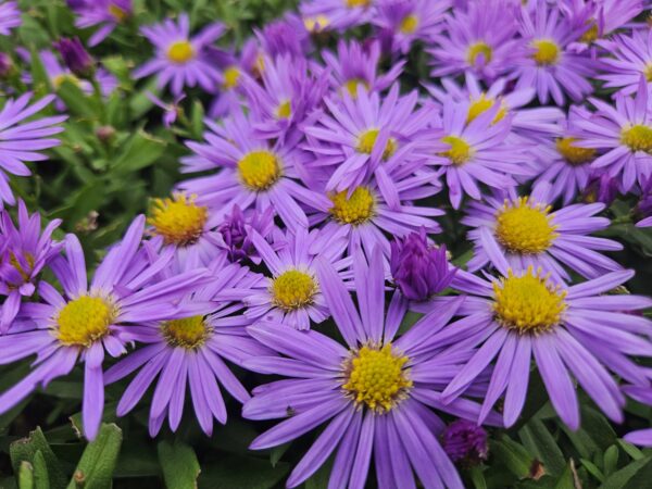 thumbnail_6000-3208.jpg Aster dumosus 'Prof Anton Kippenberg' | 12 stuks
