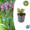 Bergenia cordifolia 'Herbstblüte' | 6 stuks