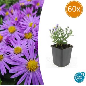 Aster (D) 'Prof. Anton Kippenberg' | 60 stuks