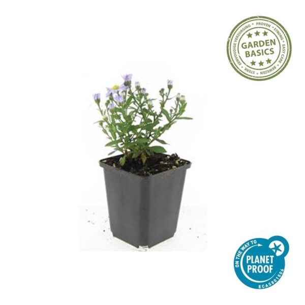 Aster dumosus 'Prof Anton Kippenberg' | 60 stuks
