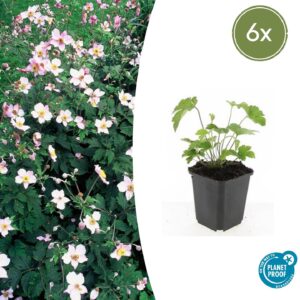 thumbnail_6000-3236.jpg Anemone tom. 'Robustissima' | 6 stuks