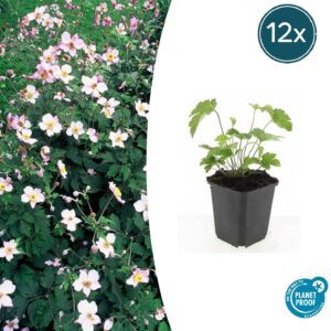 thumbnail_6000-3242.jpg Anemone tom. 'Robustissima' | 12 stuks