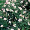 Anemone tomentosa 'Robustissima' | 20 stuks