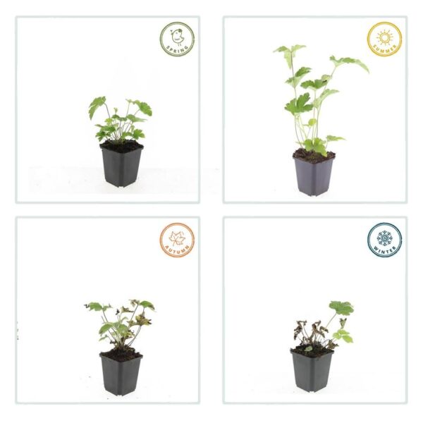 Anemone tomentosa 'Robustissima' | 20 stuks