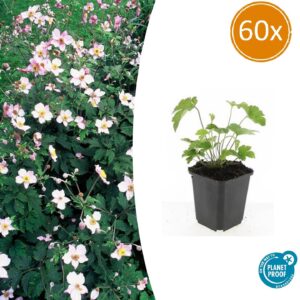 thumbnail_6000-3260.jpg Anemone tom. 'Robustissima' | 60 stuks
