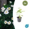 Anemone hybrida 'Honorine Jobert' | 6 stuks