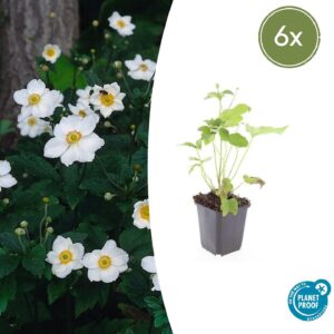 Anemone hyb. 'Honorine Jobert' | 6 stuks