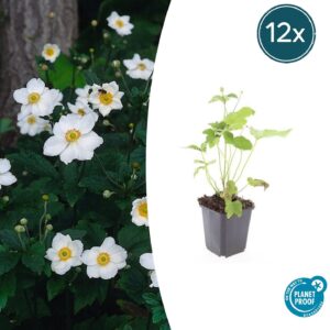 Anemone hyb. 'Honorine Jobert' | 12 stuks