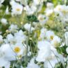 Anemone hybrida 'Honorine Jobert' | 12 stuks