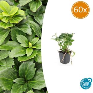 Pachysandra terminalis | 60 stuks