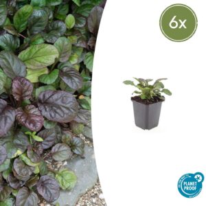 Ajuga reptans 'Catlin's Giant' | 6 stuks