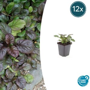 Ajuga reptans 'Catlin's Giant' | 12 stuks