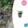 Ajuga reptans 'Catlin's Giant' | 20 stuks
