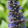 Ajuga reptans 'Catlin's Giant' | 20 stuks