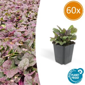 Ajuga reptans 'Burgundy Glow' | 60 stuks