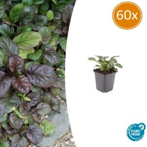 Ajuga reptans 'Catlin's Giant' | 60 stuks