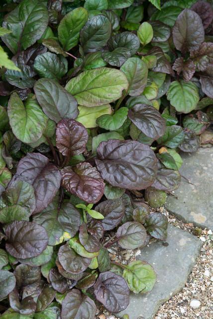 thumbnail_6000-3325.jpg Ajuga reptans 'Catlin's Giant' | 60 stuks