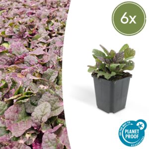 Ajuga reptans 'Burgundy Glow' | 6 stuks
