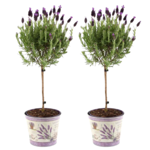 Lavandula stoechas Anouk op stam in Lavendelprint sierpot | 2 stuks