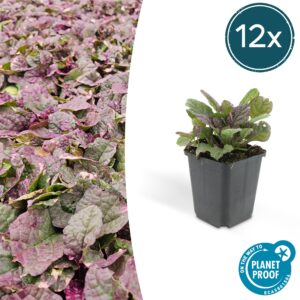 Ajuga reptans 'Burgundy Glow' | 12 stuks