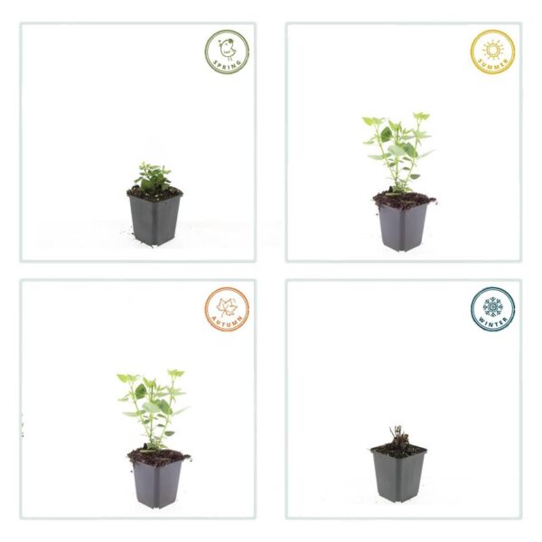 Agastache 'Blue Fortune' | 20 stuks