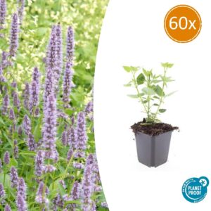 Agastache 'Blue Fortune' | 60 stuks